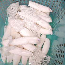 贵州织金特产(红托竹荪)