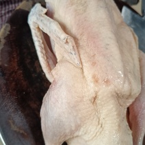 冷冻130天青头鸭，优惠处理，***********