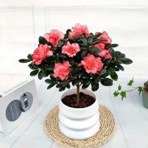 四季杜鹃花盆栽带花苞老桩花卉绿植物室内阳台开花好养易活