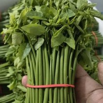 益肝菜（树仔菜）