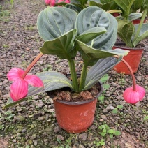 宝莲灯盆栽四季开花多年生木本花卉，室内盆景，花期长