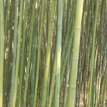 斑竹
