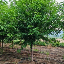 精品山桃，自产自销，绿化苗木，河北省唐山市玉田县直供