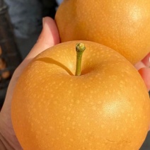 【秋月梨】河北秋月梨赵县梨秋月梨产地直发