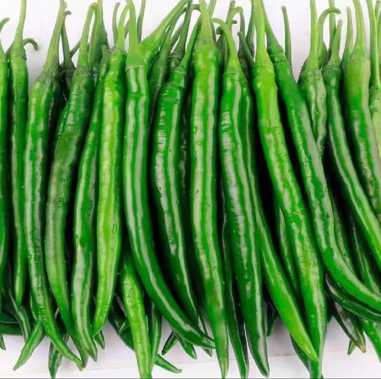 俯拍美食摄影:软皮线椒在经典川菜‘鱼香肉丝’中的实际应用。主画面为热油烹制完成的成菜,软皮线椒形态完整、色泽鲜亮、表面附着薄层复合酱汁,体现其耐炒不蔫、吸味性强的特质;辅画面为同批次鲜椒原料,五根整齐摆放,强调新鲜度与一致性。木质砧板背景,暖色调布光 软皮线椒烹饪应用场景:一盘刚出锅的鱼香肉丝,红绿相间,其中三根完整软皮线椒斜卧于肉丝之上,椒体饱满微弯,表面油润透亮,无焦黑或褶皱,旁边小碟盛放洗净待用的鲜绿软皮线椒五根,蒂部翠嫩