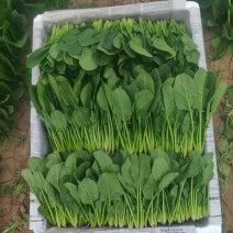 内蒙菠菜大量上市货量充足全国发