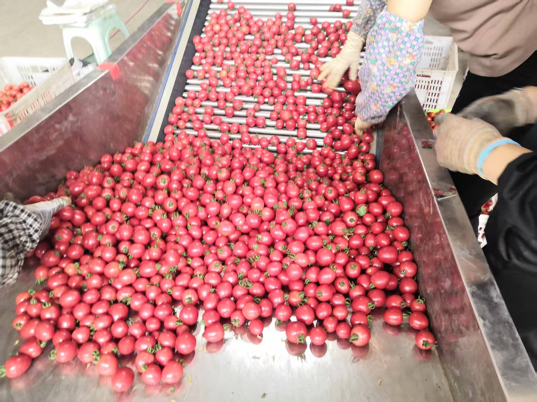 人参果采收与预处理