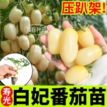甜如蜜白妃番茄苗秧白珍珠红千禧金玲珑樱桃柿子高产四季盆栽