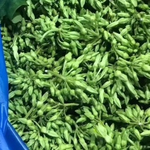 夜香花