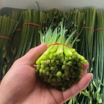 昌黎汉中韭苔大量出货中