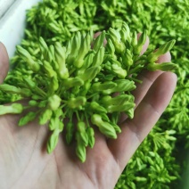 夜香花（小青花）