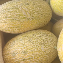 精品哈密瓜1086大量有货欢迎有需要的老板抓紧时间