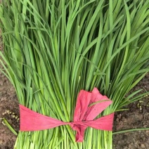韭菜产地直销大量有货质量保障全国通发服务周到