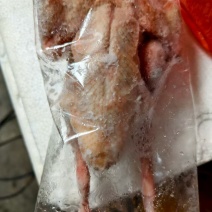 鸽子