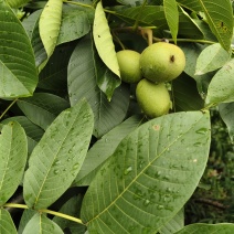 核桃