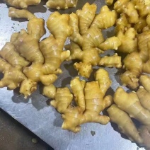 大黄姜产地一手货源，量大优惠，欢迎新老客户前来合作