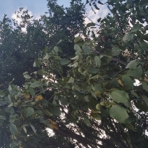 纸皮核桃