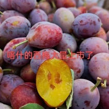 新疆伽师法兰西西梅大量上市，口感好日照时间长糖度高