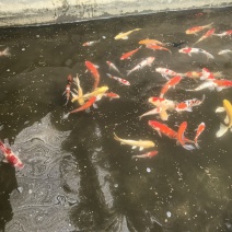 北京昌平锦鲤批发