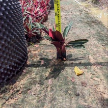 紫背竹芋广东苗圃直发质量保证货源充足欢迎订购
