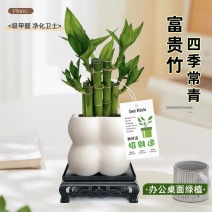 富贵竹盆栽办公室内水培植物步步高升竹子微景观桌面绿植好养