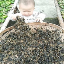 野生苦菜干新鲜苦斋婆农家自晒野菜干煲汤菜干