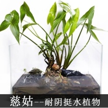 茨菇种根水培阳台户外茨菇种苗水族水草装饰花卉净化鱼缸净化空气