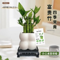富贵竹盆栽办公室内水培植物步步高升竹子微景观桌面绿植好养盆景