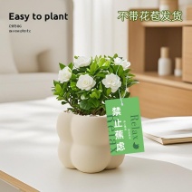 栀子花室内工位绿植高级感小盆栽好养净化空气观叶懒人不焦虑植物