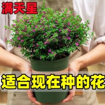 满天星鲜花盆栽好养易活花卉观赏绿植阳台庭院一年四季开花