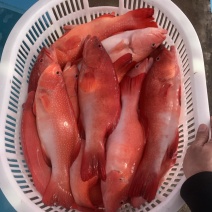 全红东星斑，酒店，婚宴，高瑞会所，电商，农贸市场。全品