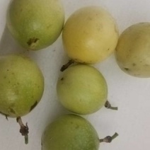 钦密9号百香果