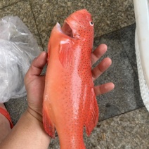 东星斑~活鱼放血，去鱼鳃，去内脏，真空包裝，酒店，婚宴