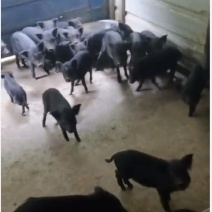 小香猪便宜出售了需要老板快来，只有二十几只
