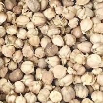 白寇白豆蔻白扣白蔻