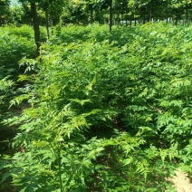 周口苦楝苗，苦楝1公分，2公分苦楝，高度1-3米！