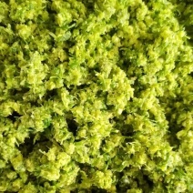 商用韭花酱，大颗粒电商用品