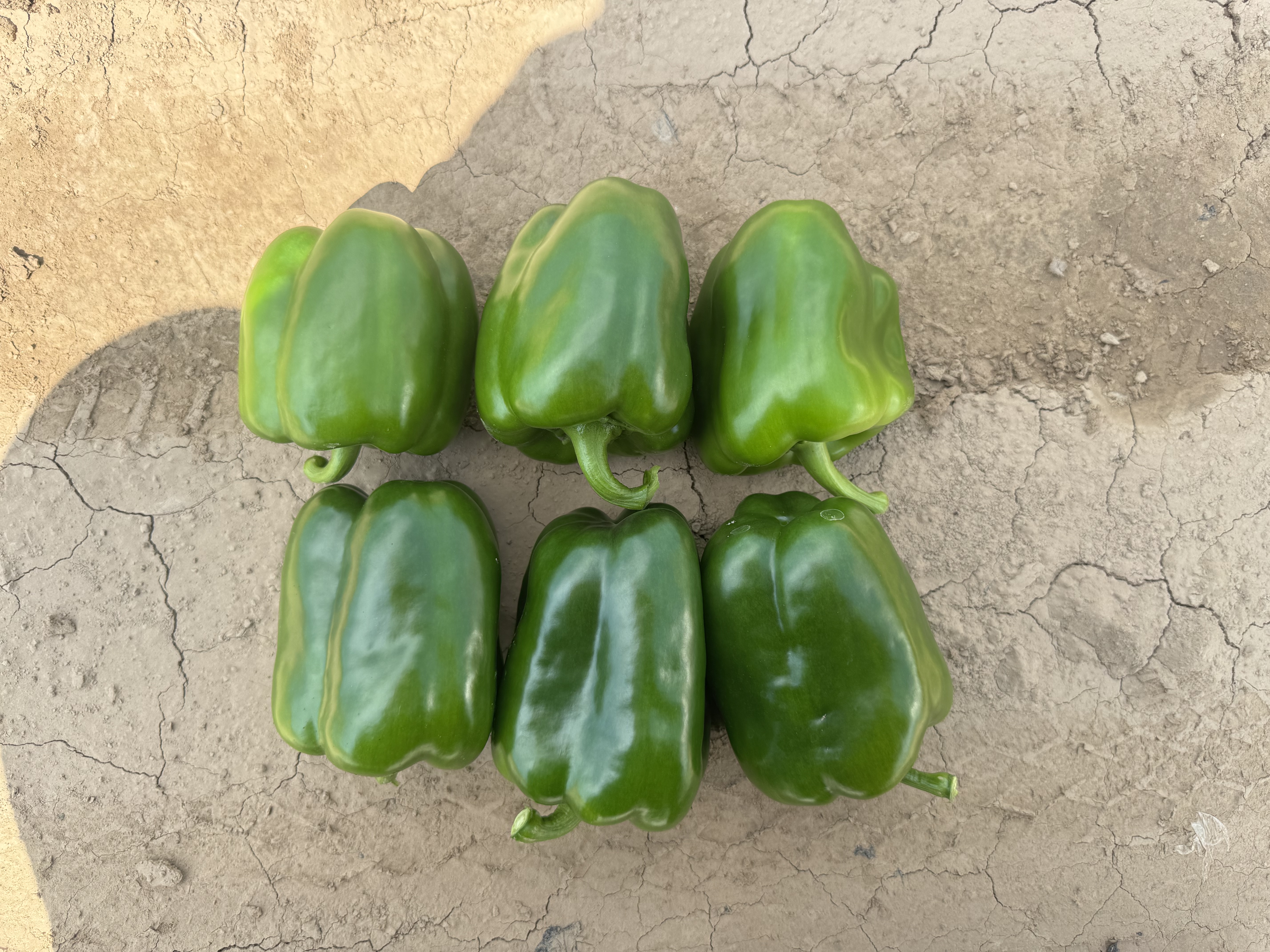 一个阳光明媚的早晨,菜市场摊位上整齐摆放着大量新鲜的青椒和彩色圆椒,绿色、红色、黄色的圆椒堆成小山状,摊主正在整理货物,背景有顾客挑选的身影,整体氛围热闹而真实 菜市场摊位上的新鲜青椒圆椒展示