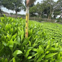 马占相思绿化苗木马占相思基地直供量大优惠