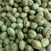 大凉山干核桃大优一号大量供货产地直销