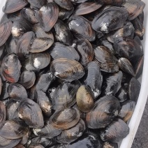 河蚌