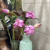 鲜荷花