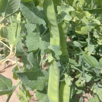 金蔬1号食荚大菜豌种子抗病高产软荚豌豆角荷兰豆农家菜园