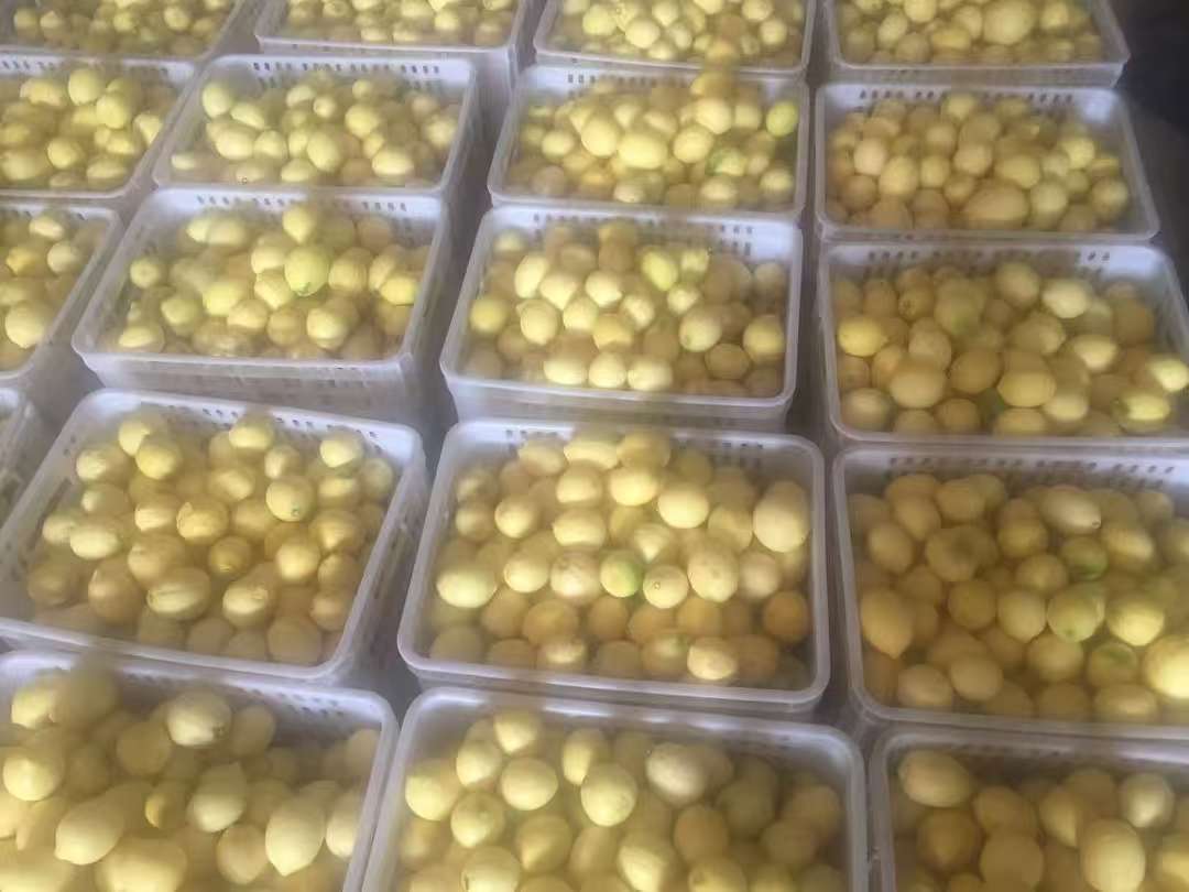 农民正在果园中采摘成熟的安岳柠檬,金黄的果实堆满竹筐,背景是连绵的柠檬树林和蓝天白云 安岳柠檬采摘场景