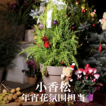 香松盆景树苗新手好养氛围室内植物好养阳台庭院绿植树