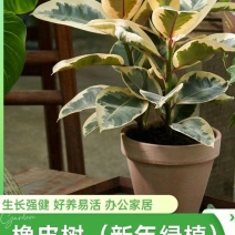橡皮树绿植室内工位四季盆栽苗办公室净化空气招财植物