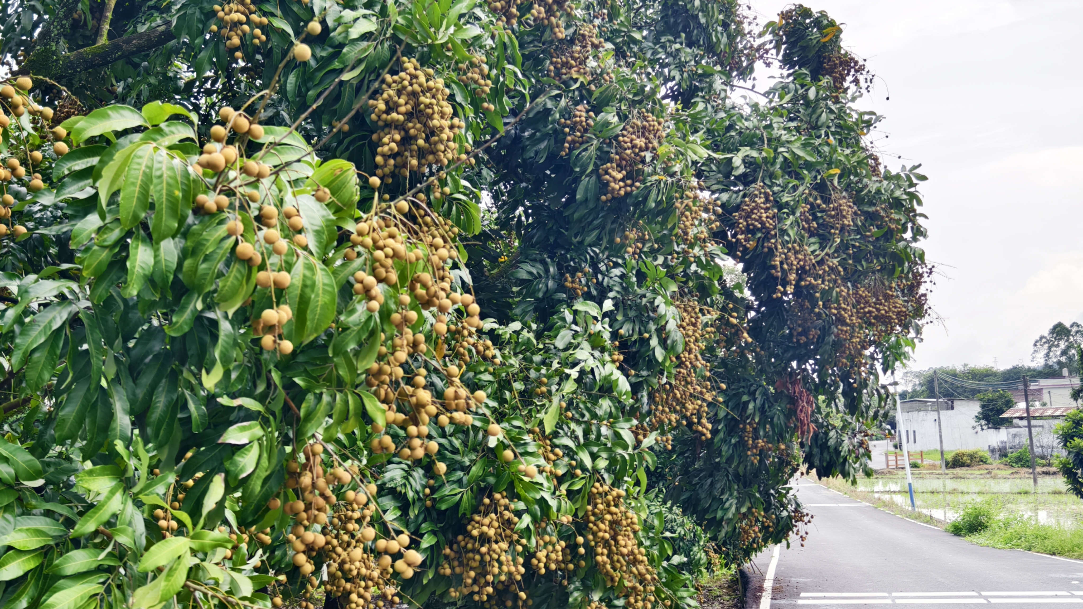 石硖龙眼树的果实成熟期