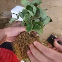 妙香七号草莓苗甜查理草莓苗甘露草莓苗脱毒二代苗