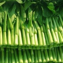 广东甜菜心农场现摘河源和平农场种植新鲜香甜菜心