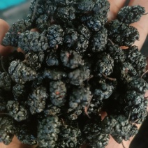 河北桑椹干，水洗无沙，电商药厂专用
